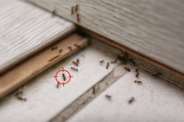 Spider Control Near Me in Cleveland, OH